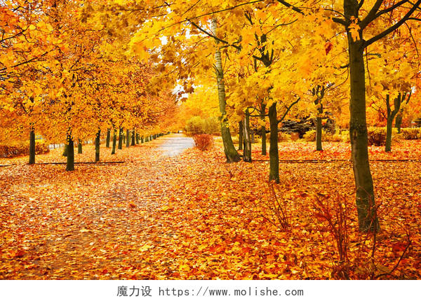 黄色自然风景秋天秋季落满树叶的林间道路二十四节气24节气立秋秋分
